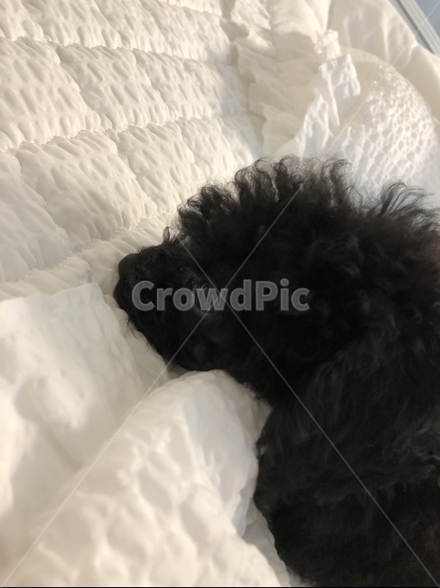강아지,푸들,동물,dog,애완동물,개,puppy,mammal,pet