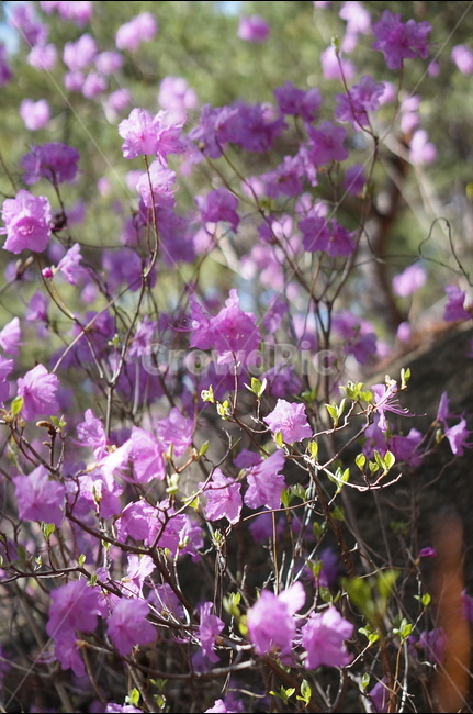 진달래,핑크,분홍,4월,식용,봄,빛,산,봄,계절,spring,season,식물,자연,plants,nature,꽃,flower,blossom,geranium,제라늄,plant