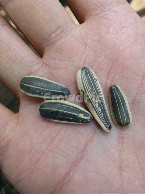 해바라기씨,손,sunflowerseeds,hand,손금