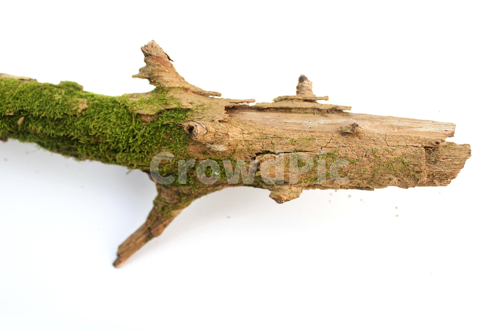 bark,branch,branchesmoss,brown,closeup,detail,dry,green,moss,natural,nature,piece,plant,tree,wood,wooden,이끼,그린,녹색,나뭇가지,오래된,자연,식물,나무,우드,건조한,마른,가지,풀,이끼풀,흰배경,클로즈업,갈색,브라운,식물,자연,plants,nature,누끼,remove background