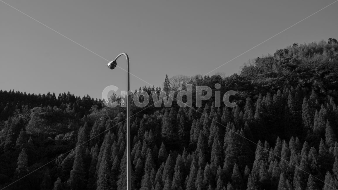 흑백,자연,가로수,가로등,미니멀,minimal,blackandwhite,nature,자연,풍경,nature,landscape,흑백,모노톤,monochrome,black and white