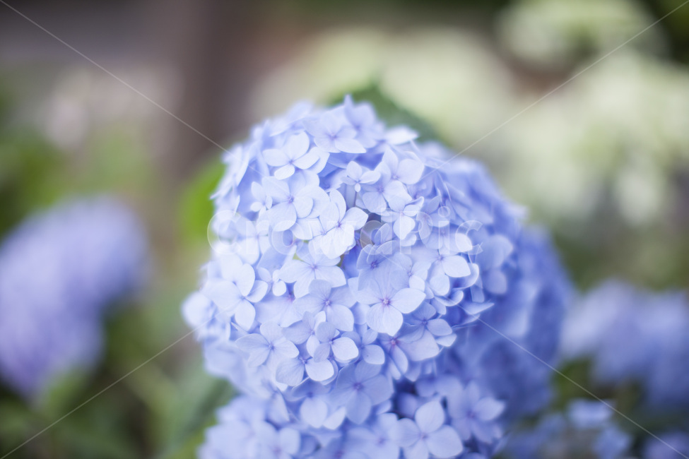 수국,파란수국,봄꽃,식물,flower,수목원,자연,배경,식물,자연,plants,nature,꽃,flower,색깔,색상,색채,색감,color sense,color sensitivity,feeling of color