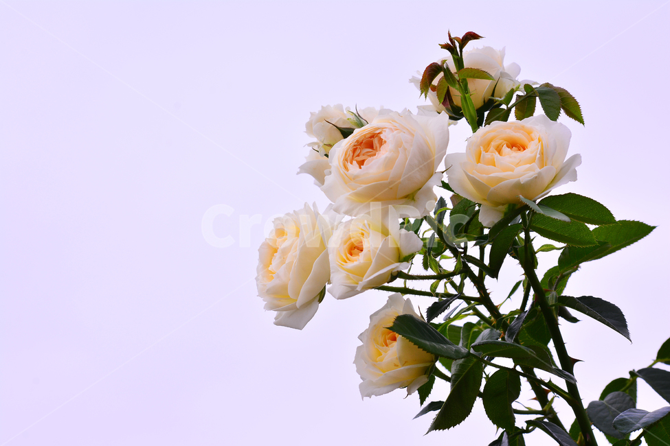 장미,장미꽃,로즈,꽃,아름다움,예쁜,플라워,데코레이션,꽃송이,꽃잎,feeling,rose,flowers,5월,계절의여왕,가시,가든,정원,앞뜰,장미원,장미축제,BEAUTIFUL,plant,garden,꽃밭,살구색장미,흰색장미,식물,자연,plants,nature,꽃,flower