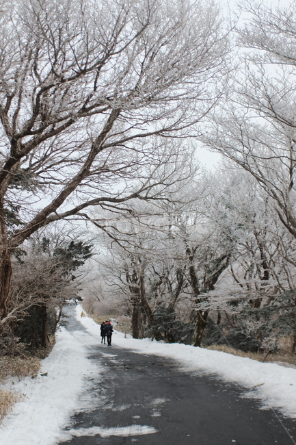 제주,jeju,눈,snow,한라산,천백고지,nature,자연,outdoors,옥외,풍경,landscape,겨울,winter