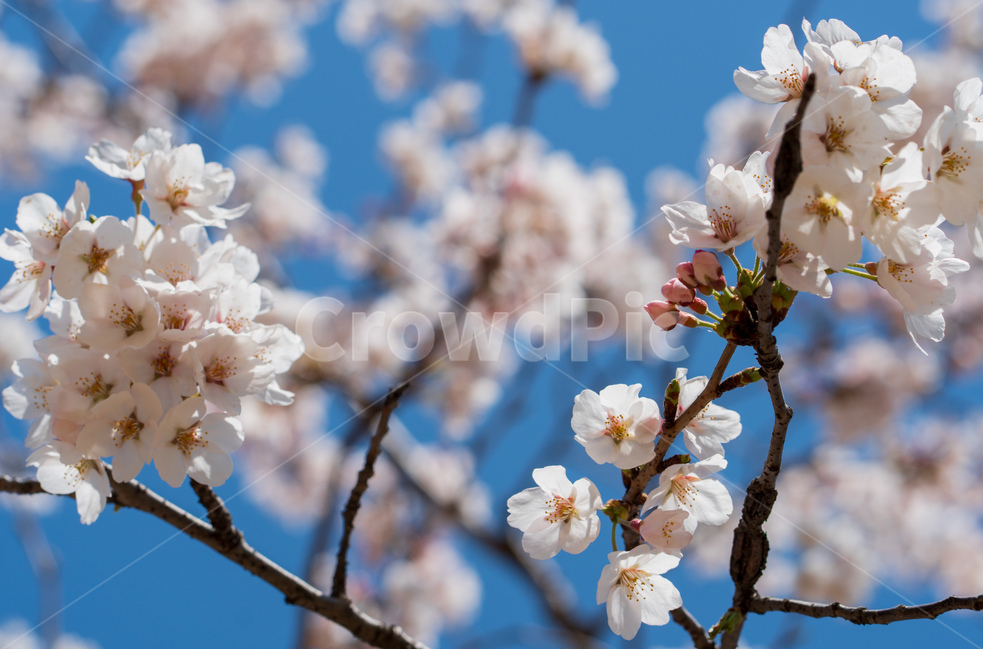 벚꽃,봄꽃,꽃,계절,spring,season,cherrymlossoms,꽃축제,파란하늘,푸른하늘,자연,가로수,벚꽃축제,연분홍색,핑크색,바탕,공원,flower,nature,garden,beautiful,예쁜,봄,나무,수수한