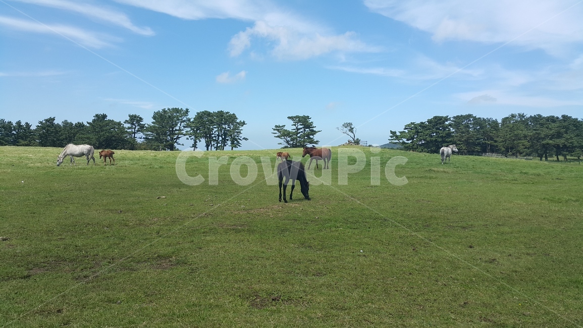 제주말,말,초원,field,농장,들,자연,farm,제주도,grassland,동물,animal,포유류,mammal