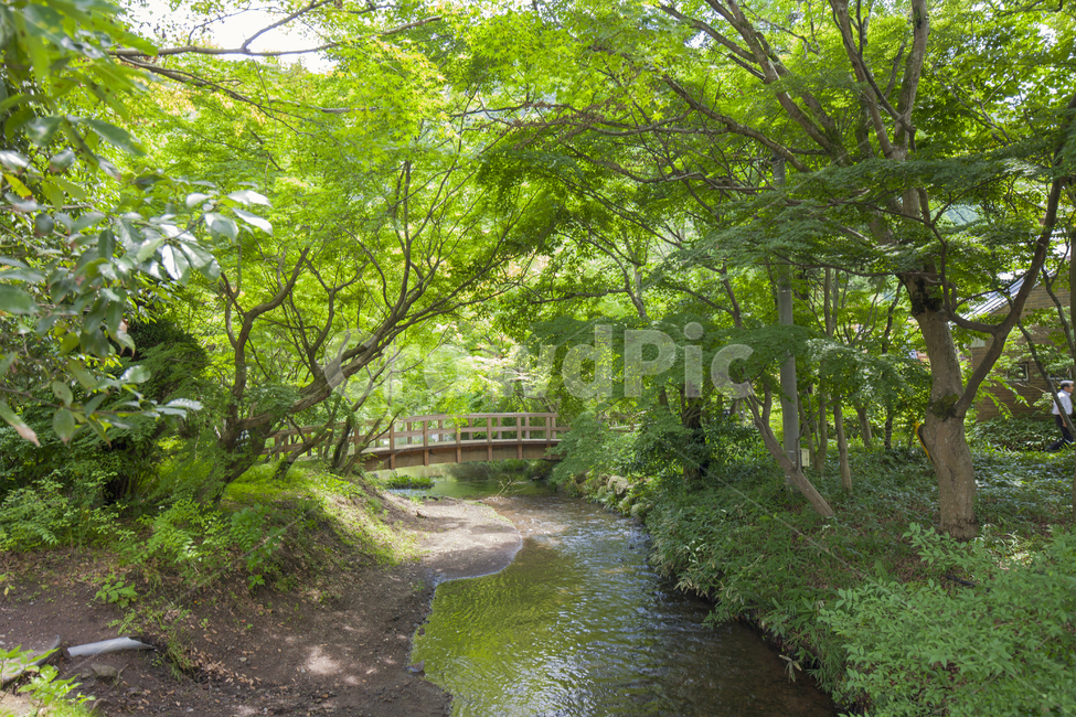 자연,식물,나무,그린,녹색풍경,마음정화,힐링,nature,rest,lanscape