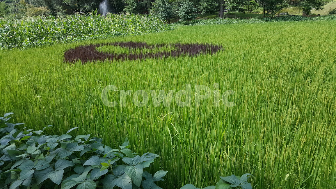 하트,초록,논습지,남이섬,자연,산업,industry,industrial,농업,농사,agriculture,farming,farming industry