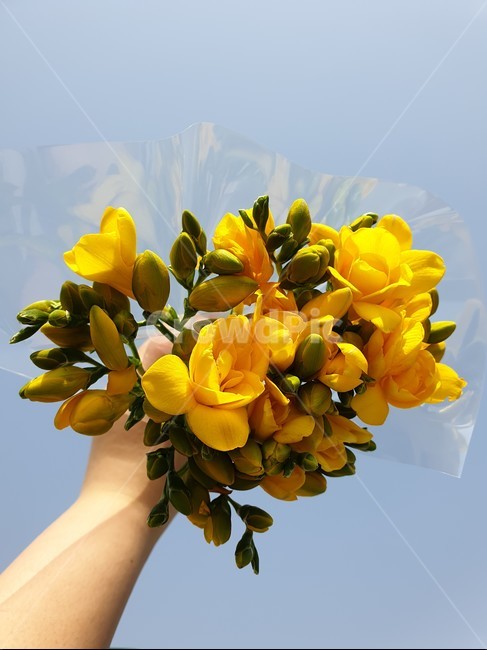 식물,꽃,꽃다발,꽃부케,flower,plant,blossom,프리지아,노란색