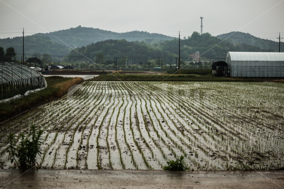 풍경,논,비내리는날,안개,농촌,자연,풍경,nature,landscape,시골,마을,country,rural,town,grassland,목초지,field,들,outdoors,옥외,paddy field,패디 필드