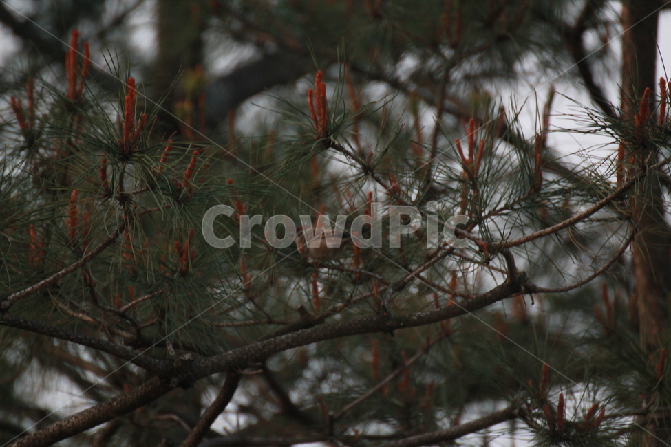 새,나무,참새,아침,자연,tree,bird,식물,자연,plants,nature,동물,animal,조류,새,birds