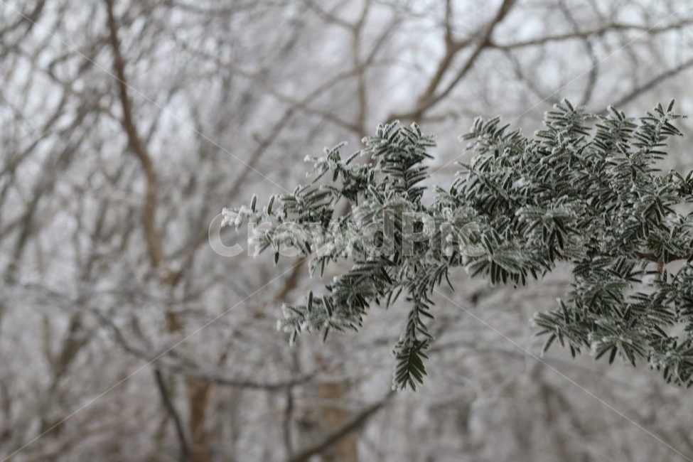 눈꽃,나무,산,풍경,눈,한라산,겨울,계절,winter,season,자연,풍경,nature,landscape,outdoors,옥외,plant,식물,tree