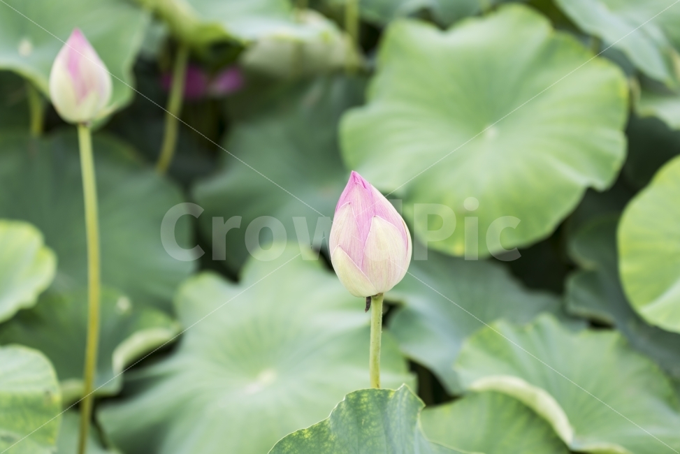 연꽃,연잎,분홍,봉오리,꽃봉오리,핑크,pink,green,flower,ponds,leaf,연못,정원,가든,자연,식물,garden,field,nature,plant,꽃,배경,배경이미지,배경화면,바탕화면,background,식물,자연,plants,nature,꽃,flower