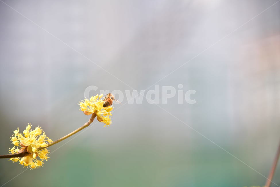 식물,plant,곤충,insect,apidae,bee,동물,산수유