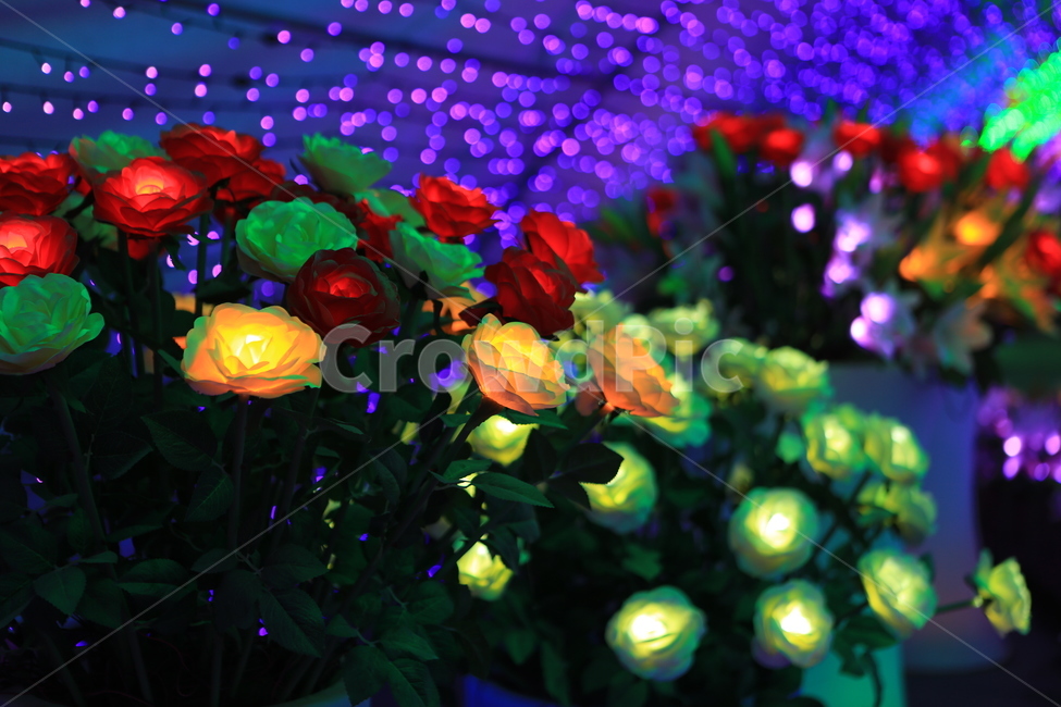 장미,꽃,야경,조명,식물,조화,바탕화면,야경,밤,풍경,nightscape,night,landscape,꽃,flower,lighting