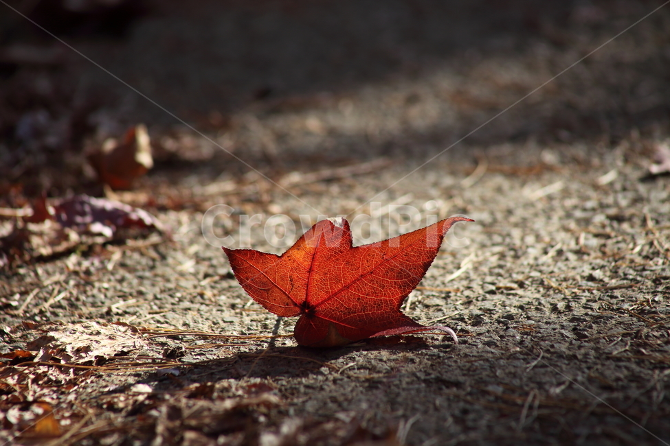 낙엽,가을,단풍,잎,fallenleaves,가을,계절,fall,autumn,season,plant,식물,leaf,tree,나무
