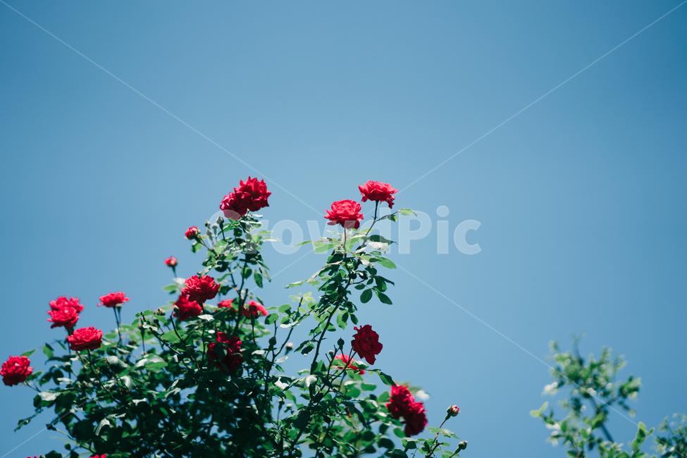 장미,빨강,초록,하늘,꽃,식물,자연,plants,nature,꽃,flower,감성,sensible,feeling