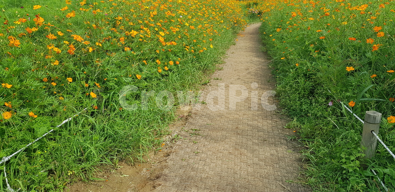 꽃,꽃길,주황,흙,초록,정원,길,자연,outdoors,옥외,grassland,목초지,ground,잎사귀