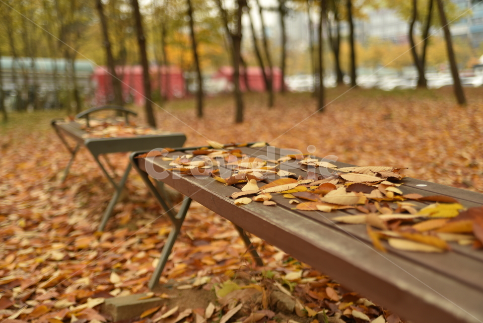 가을,낙엽,감성,감성사진,벤치,의자,fall,외로움,가을,계절,fall,autumn,season,자연,풍경,nature,landscape,감성,sensible,feeling,tabletop,테이블 탑,wood,나무,furniture,가구