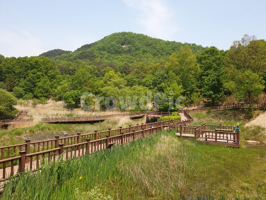 햇살,나무,숲,자연,여름,봄,날씨,구름,빛,나뭇가지,초록색,푸른,단풍,빨강,붉은,산