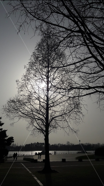 나무,석양,호수공원,해무리,봄,식물,자연,plants,nature,나무,trees,wood