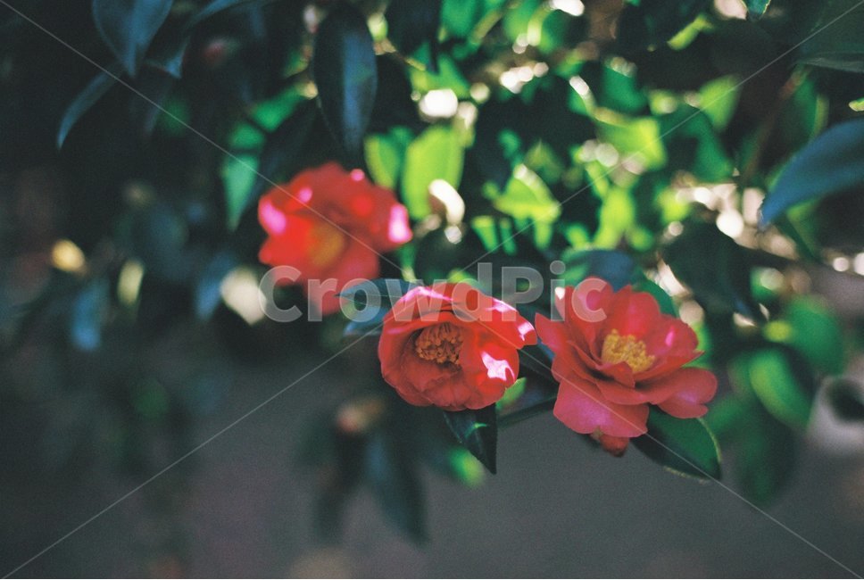 동백꽃,동백,제주도,햇빛,따뜻함,온화함,필름사진,식물,자연,plants,nature,꽃,flower,감성,sensible,feeling