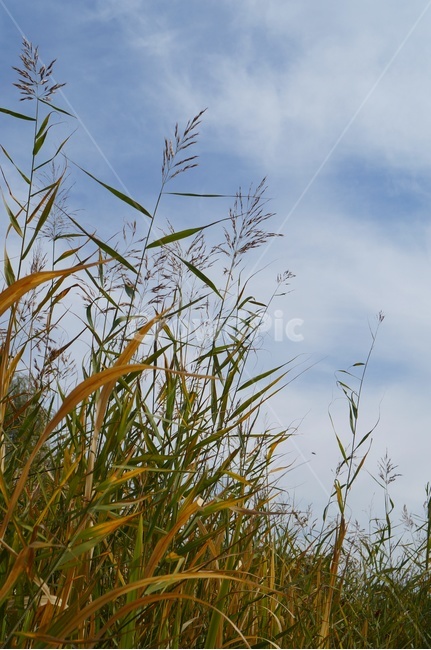 갈대,가을,가을하늘,자연,풀숲,식물,자연,plants,nature