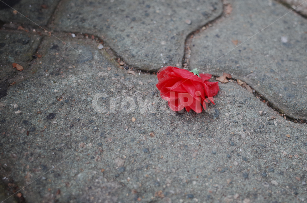 blossom,꽃,flower,식물,plant,red,빨간꽃,빨간,붉은,붉은꽃,조화,낙화