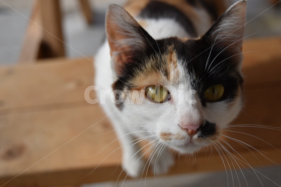 cat,고양이,동물,animal,포유류,삼색이,동물,animal,포유류,mammal,고양이,cat,kitten,kitty