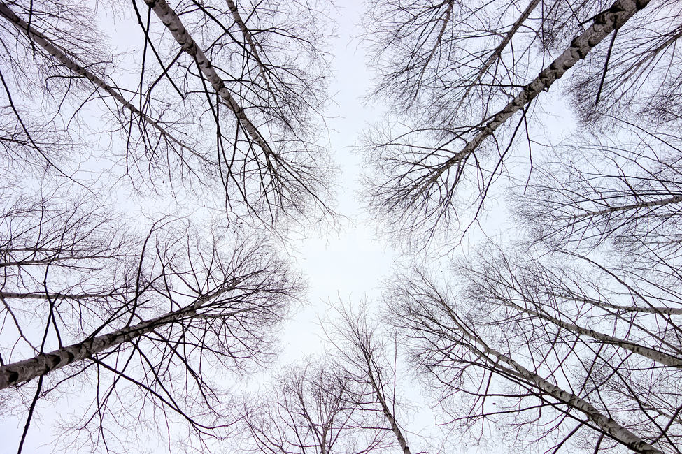 plant,식물,tree,나무,자작나무,betulaplatyphylla,식물,자연,plants,nature,나무,trees,wood