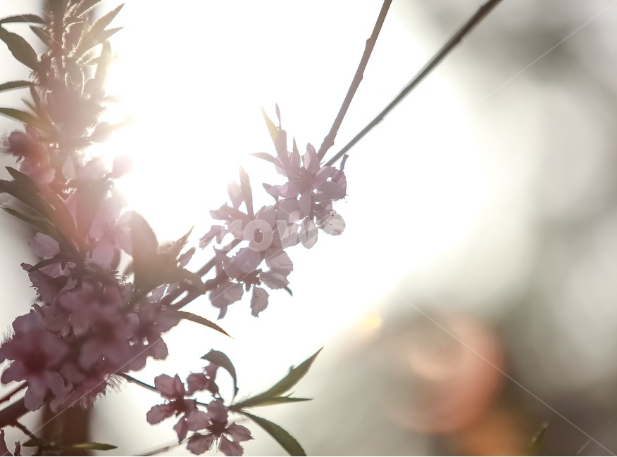 봄,꽃,햇빛,감성,자연,봄,계절,spring,season,식물,자연,plants,nature,꽃,flower,휴식,힐링,rest,relaxation,healing,plant,light,빛,flare,플레어