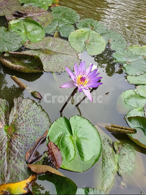 plant,식물,blossom,flower,꽃,연꽃,연,자연,연못