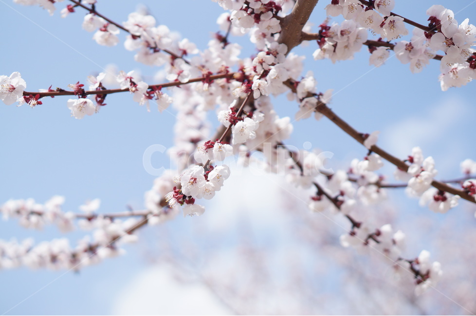 벚꽃,파랑,하늘,구름,풍경,봄,계절,spring,season,식물,자연,plants,nature,꽃,flower,plant,blossom