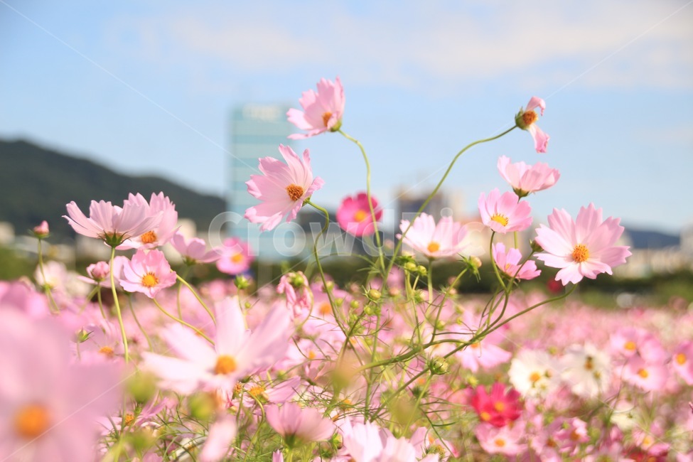 강변,꽃,가을,코스모스,공원,가을,계절,fall,autumn,season,식물,자연,plants,nature,꽃,flower,plant,blossom,petal,꽃잎,spring,봄
