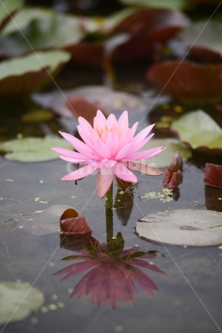 수련,연꽃,반영,물,자연,꽃,연잎,분홍,초록,식물,자연,plants,nature,꽃,flower
