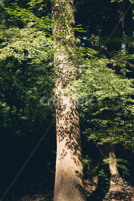 tree,나무,plant,식물,treetrunk,나무줄기,식물,자연,plants,nature