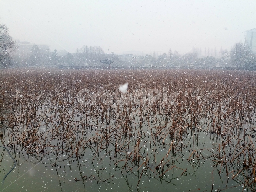 호수,눈,겨울,나무,공원,설경,lake,snow,winter,겨울,계절,winter,season,자연,풍경,nature,landscape,한국자연풍경,한국자연경관,korea nature landscape,한국전통,한국문화,korean traditional,korean culture,outdoors,옥외,grass,잔디,plant,식물