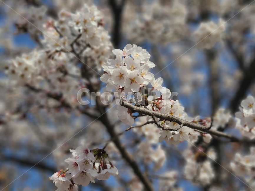 벚꽃,꽃,봄,flower,blossom,f
