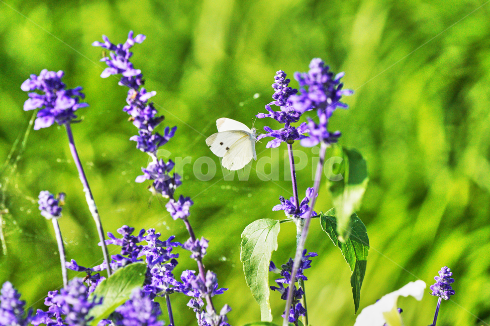 꽃,자연,식물,감성사진,여름,나비,보라,식물,자연,plants,nature,꽃,flower,동물,animal,곤충,벌레,insect,bug