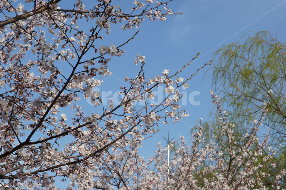 구름,자연,식물,하늘,바람,벚꽃,꽃,나무,flower,blossom,cherryblossom,plant