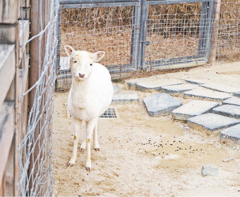 동물,염소,포유류,초식,grazing,animal,nature,동물보호,동물원,park,animalpark,동물,animal,포유류,mammal