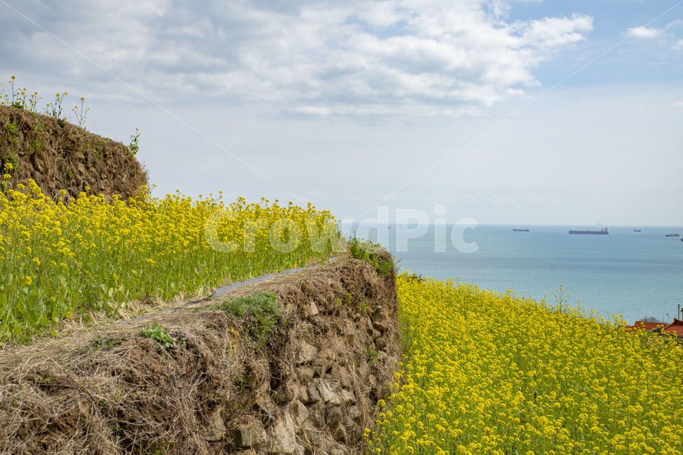 유채꽃,노랑,유채밭,노랑꽃,봄꽃,다랭이논,nature,자연,outdoors,옥외,field,들,grassland,목초지