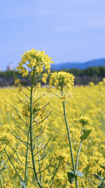 유채꽃,봄,꽃,하늘,꽃밭,노란색,yellow,flower,풍경,하중도,대구,한국,daegu,korea,신천,신천강변,꽃놀이,산책,나들이,피크닉,유채,감성사진,봄,계절,spring,season,식물,자연,plants,nature,꽃,flower,plant