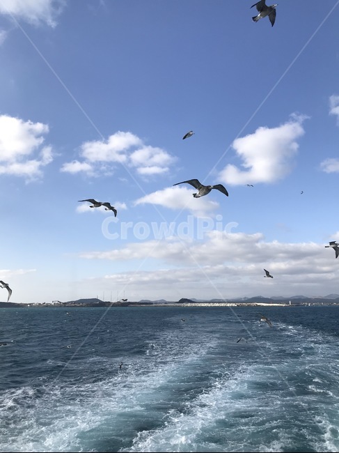 갈매기,바다,파도,bird,새