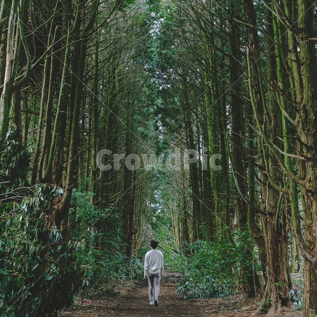 숲,남자,뒷모습,나무,피톤치드,풍경,비자나무,편백나무,자연,풍경,nature,landscape,사람,인물,인간,human,person,남성,남자,man,male,여행,휴가,traveling,vacation,trip,휴식,힐링,rest,relaxation,healing,vegetation,초목,plant,식물,land,땅,tree,outdoors,옥외,forest,woodland,삼림지,grove,작은 숲