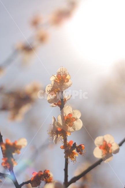 매화,봄,화사한,아름다움,꽃,배경,봄,계절,spring,season,plant,식물