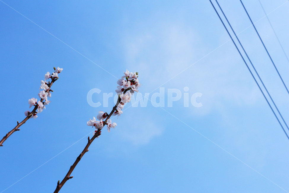 봄,벚꽃,하늘,꽃,sky,cherryblossom