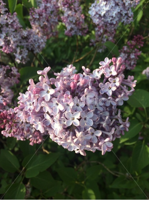 꽃,식물,자연,flower,nature