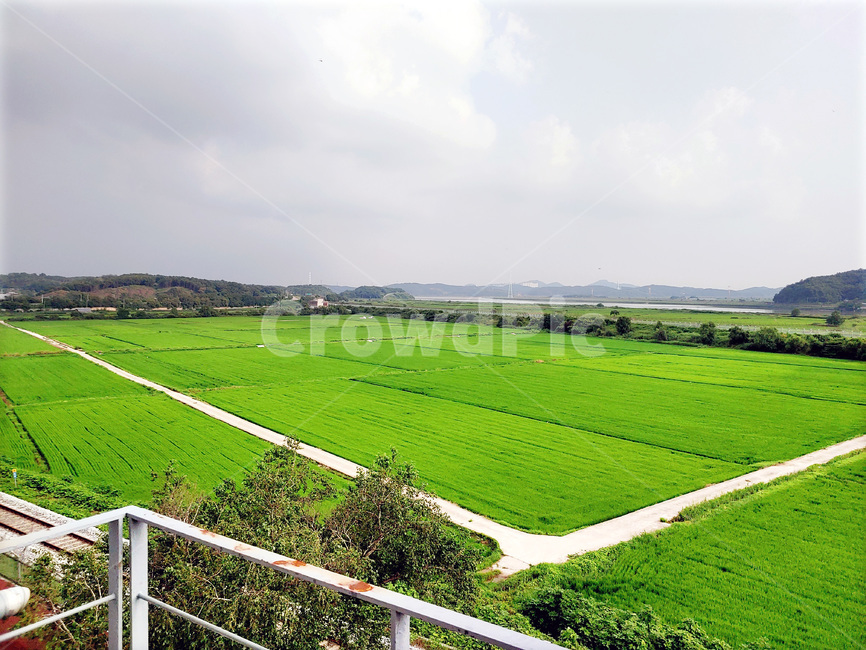 논,밭,field,들,농업,outdoors,nature,자연,옥외,cloud,배경,background,view,구름,초록색,초록,풍경,rural,시골