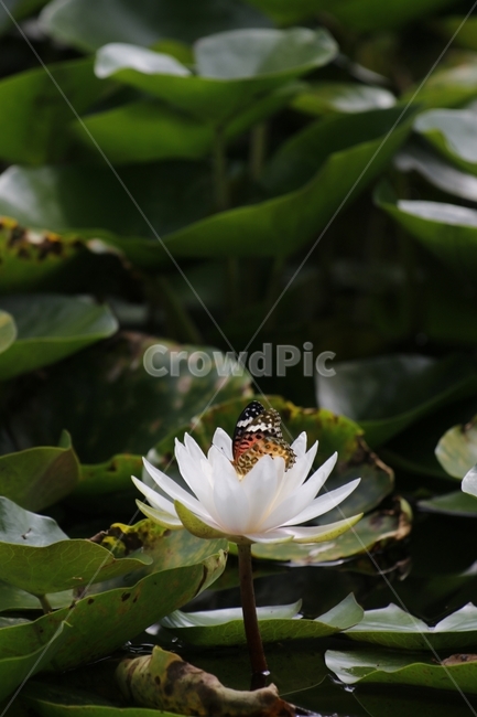 나비,연꽃,여름,담양,곤충,butterfly,fly,summer,감성,스냅,사진,조화,식물,자연,plants,nature,꽃,flower,동물,animal,곤충,벌레,insect,bug